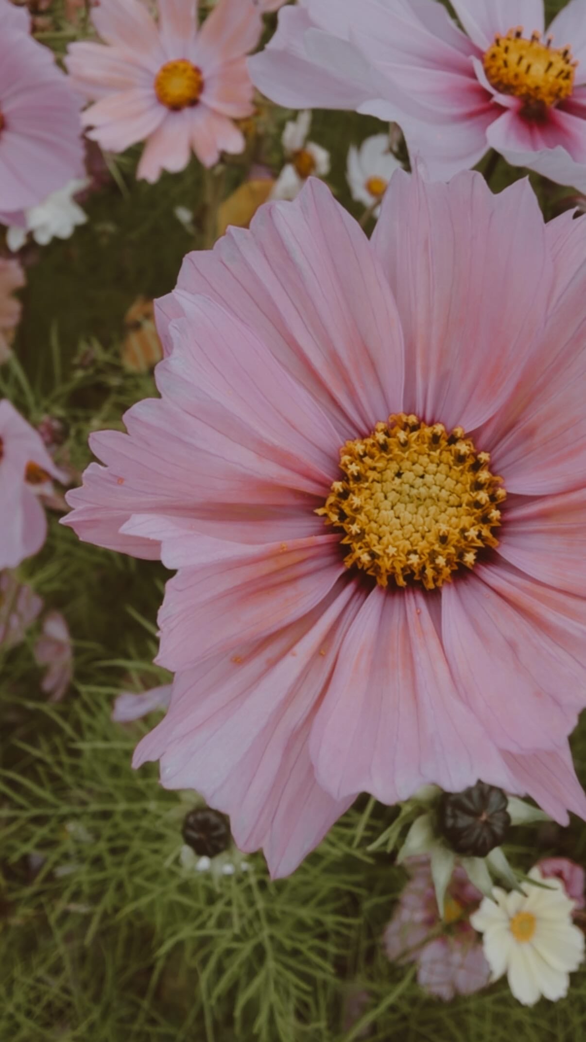 Cosmos Seeds