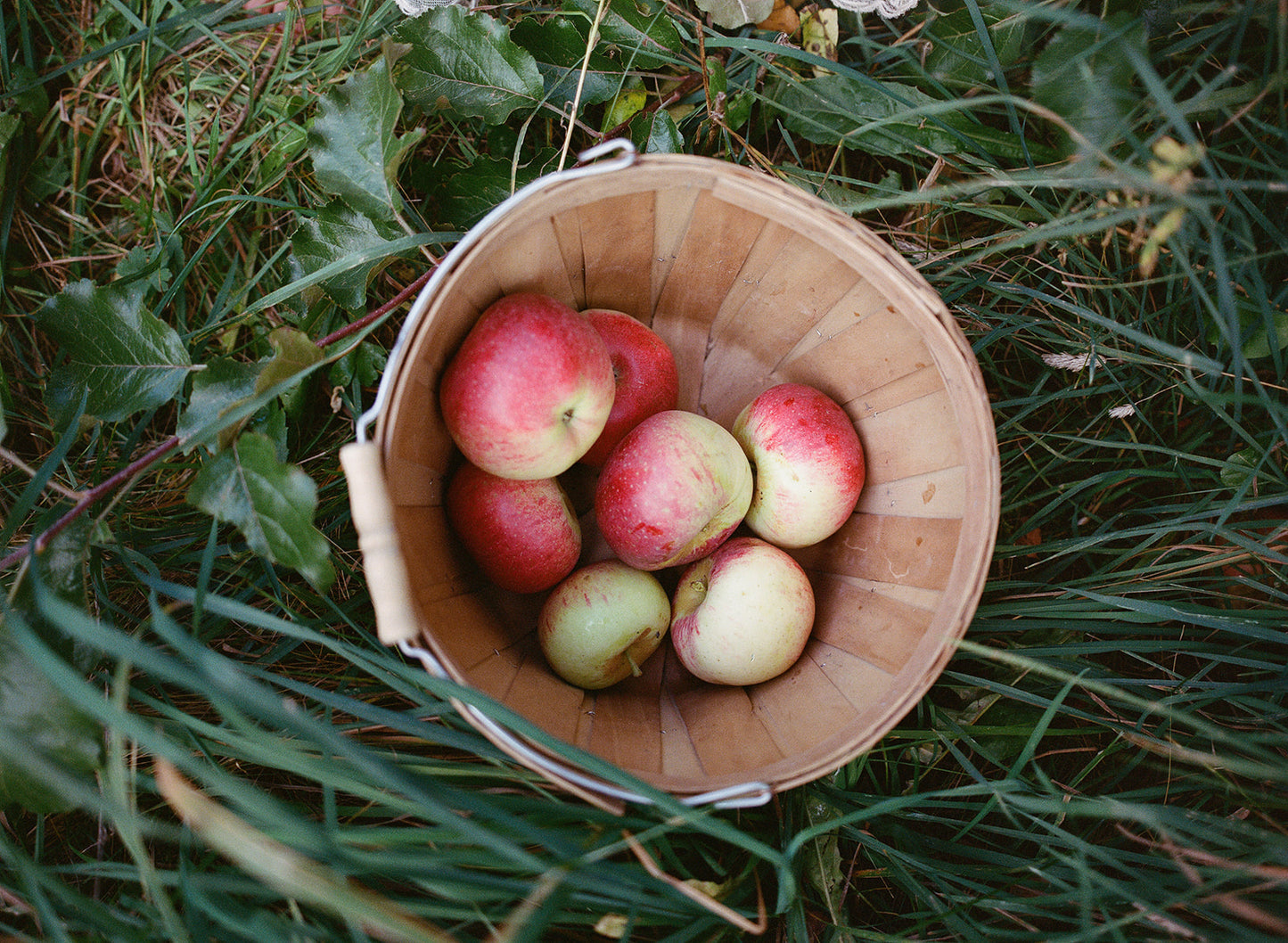 Rosewater Applesauce