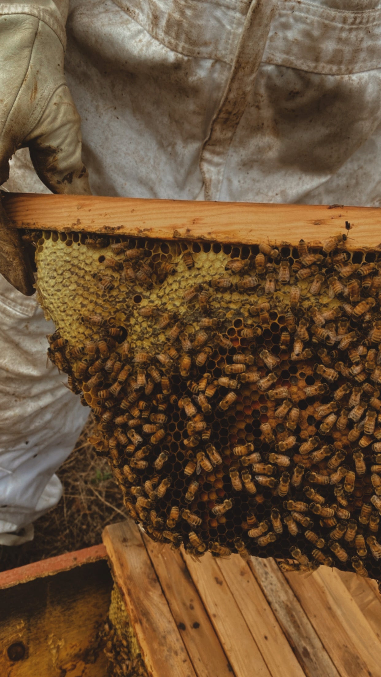 Raw Honey