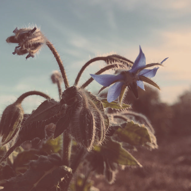 Borage Flower Essence