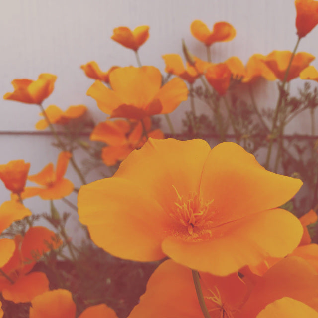 California Poppy Flower Essence