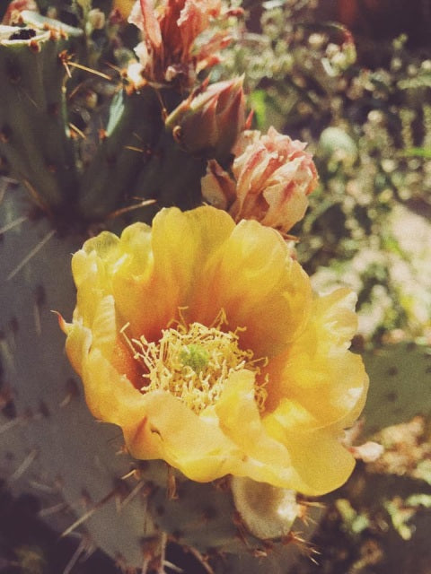 Prickly Pear Flower Essence