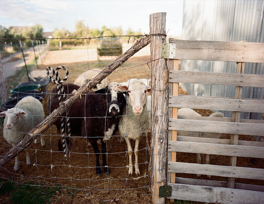 Grass-Fed Lamb