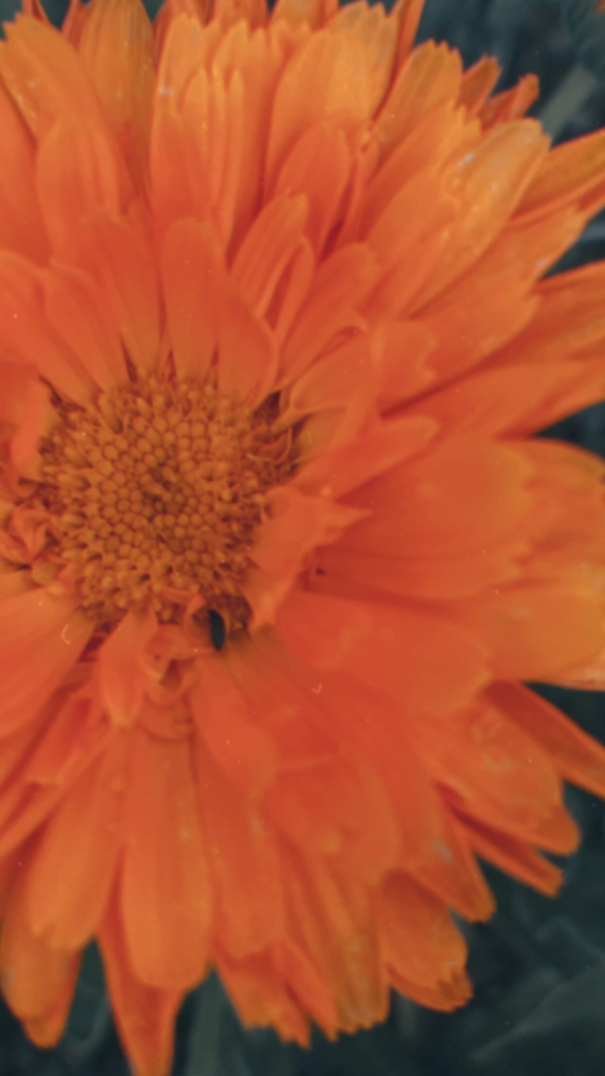 Calendula Seeds
