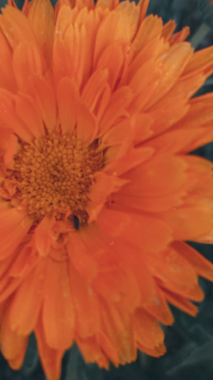 Calendula Seeds