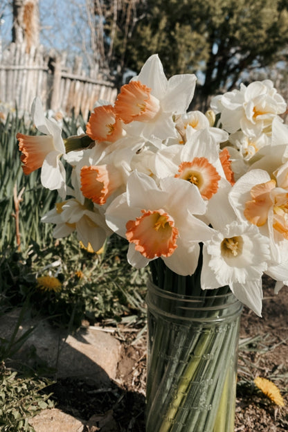 Heirloom Narcissus