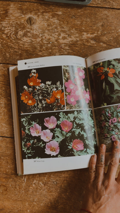Wildflowers of Western America