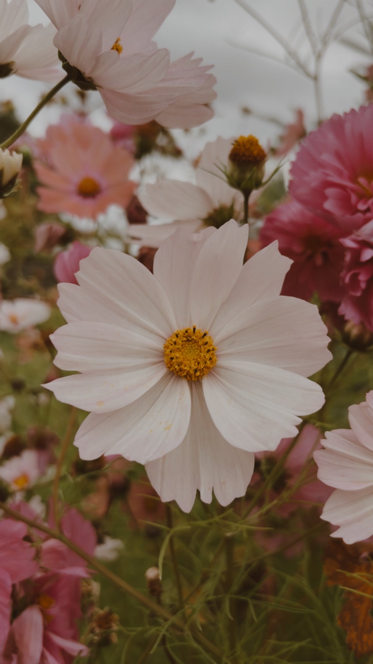 Cosmos Seeds