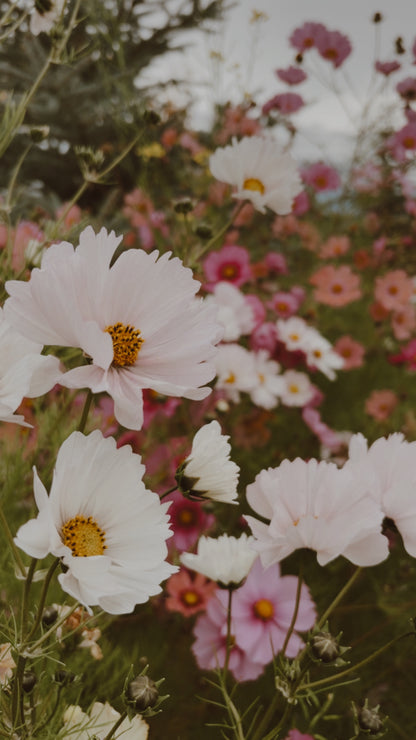 Cosmos Seeds