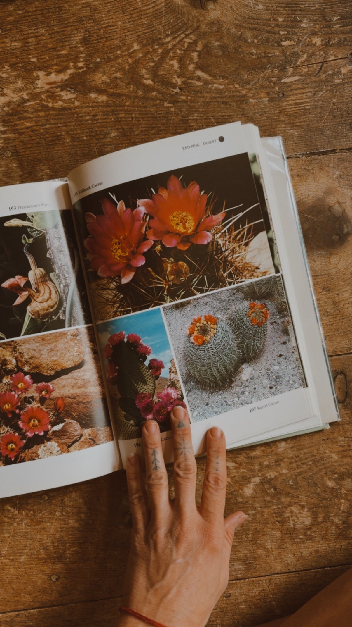 Wildflowers of Western America