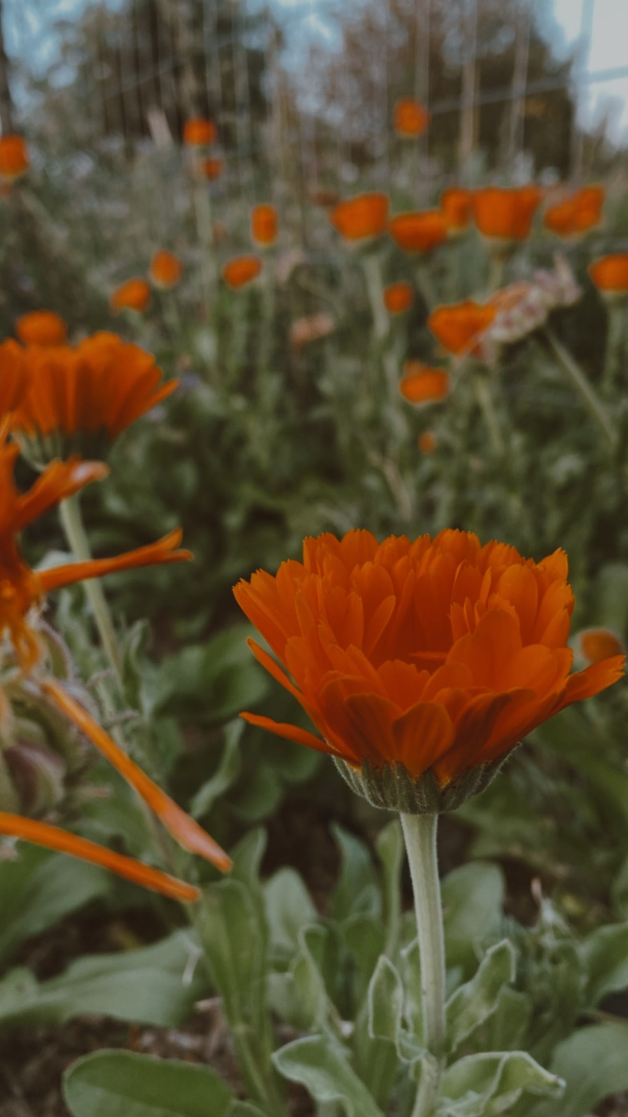 Calendula Seeds