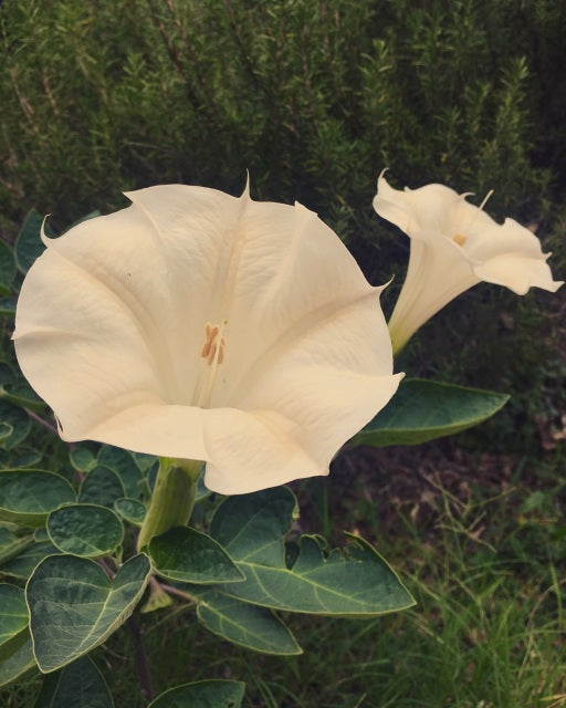 Datura Flower Essence