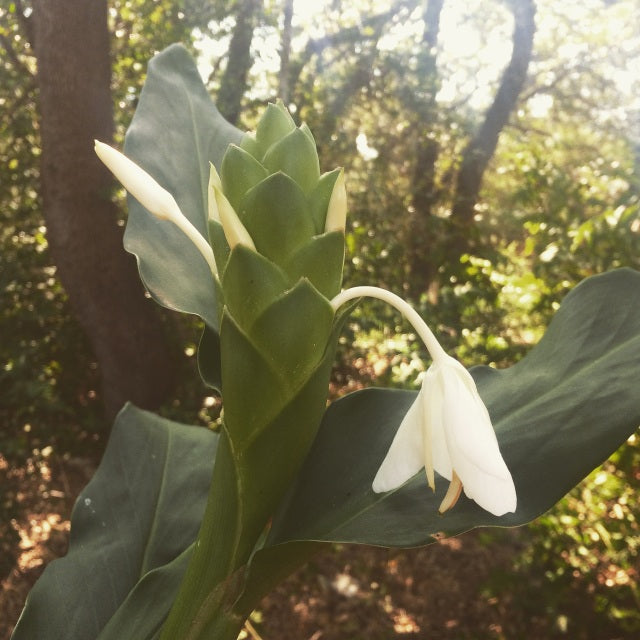 Ginger Flower Essence