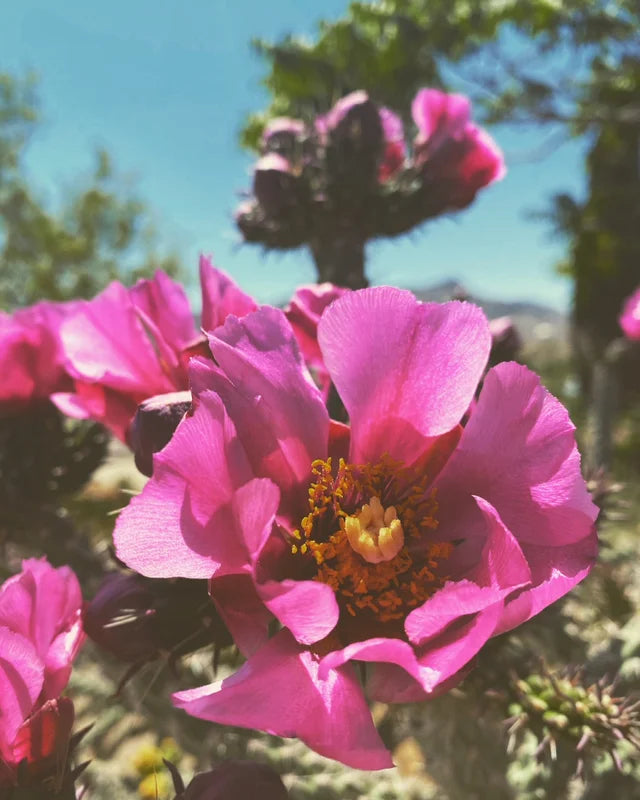 Magenta Cholla Flower Essence