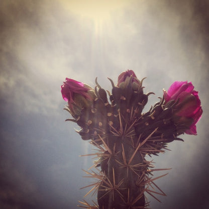 Magenta Cholla Flower Essence