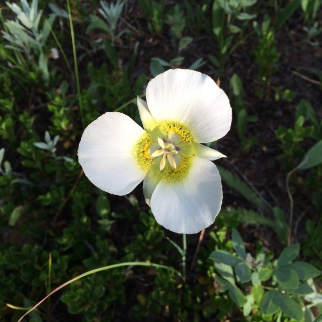 Mariposa Lily Flower Essence