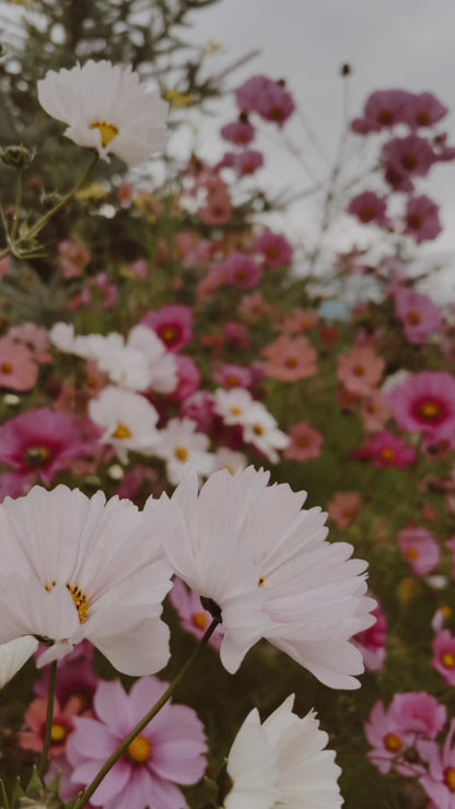 Cosmos Seeds