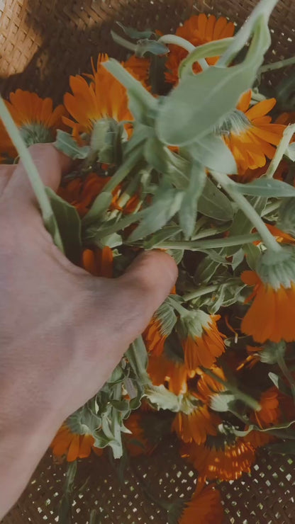 Calendula Seeds