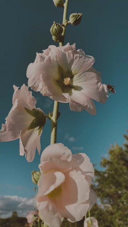 Hollyhock Seeds