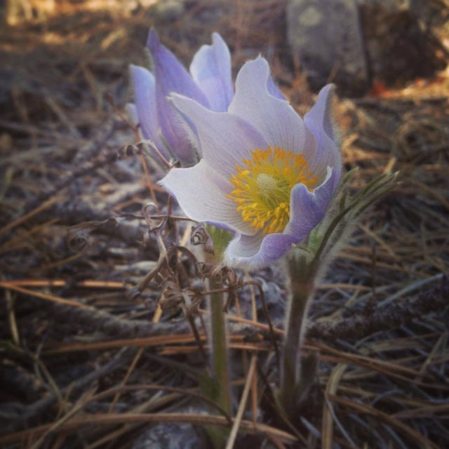 Pulsatilla Flower Essence