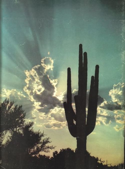 Saguaro Flower Essence