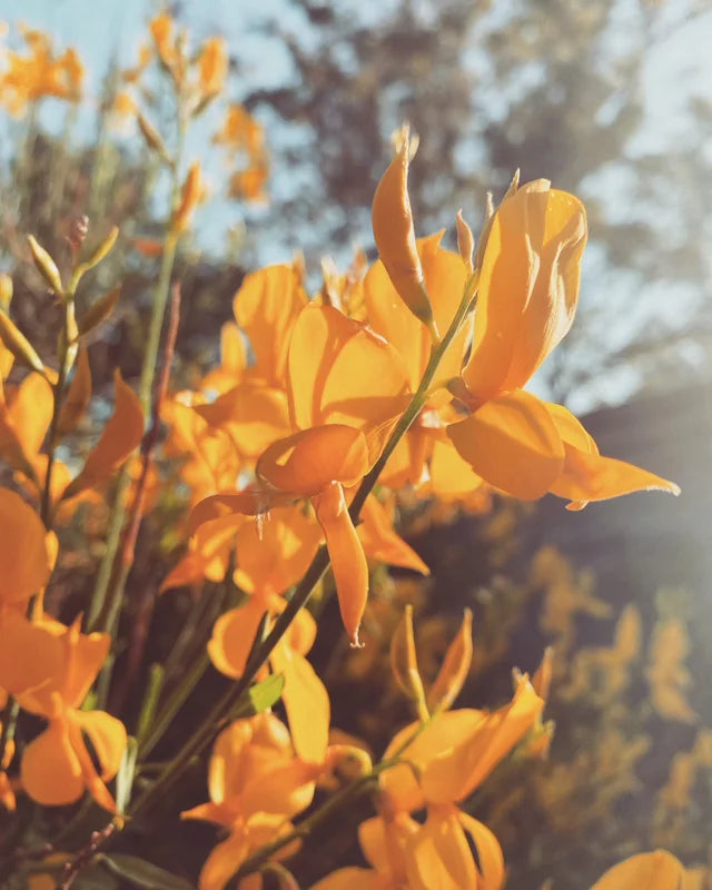 Spanish Broom Flower Essence