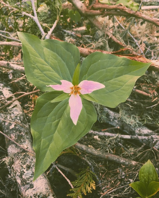 Trillium Flower Essence