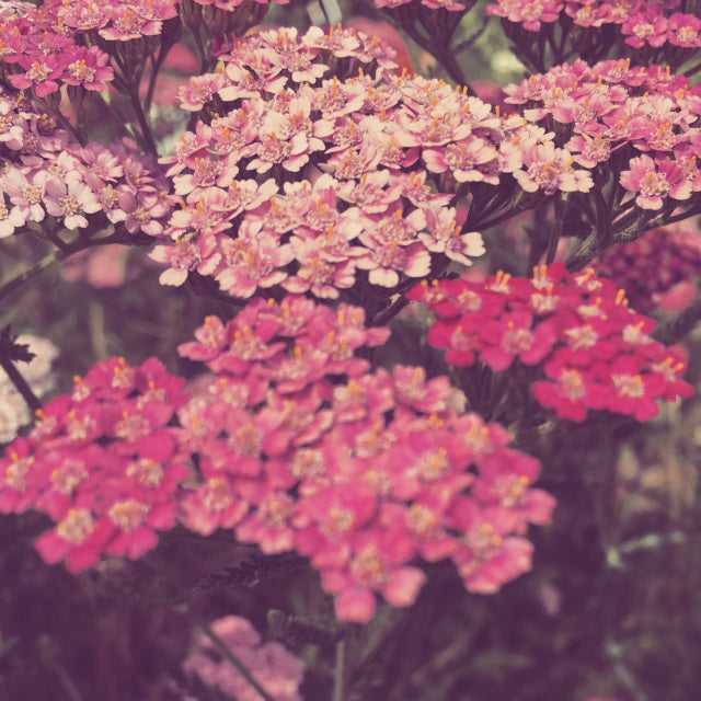 Pink Yarrow Flower Essence